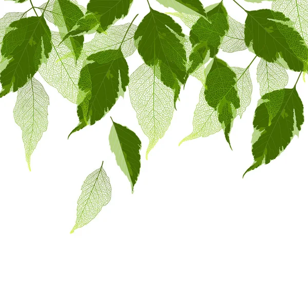 Green Leaves Isolated White Background — Stock Vector