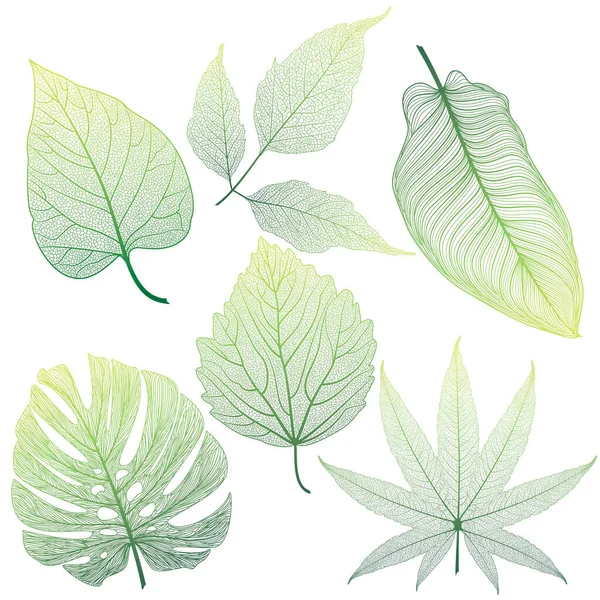 Set Leaves Isolated White Background — Stock Vector