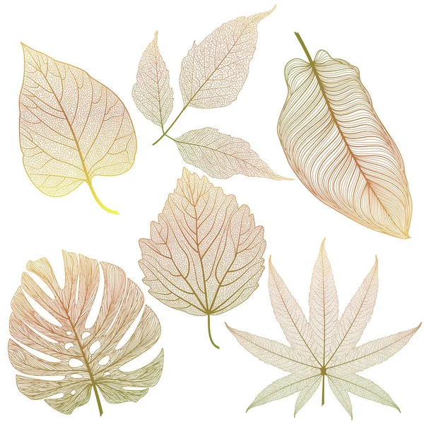 Φύλλα Φθινοπώρου Απομονωμένα Λευκό Φόντο — Διανυσματικό Αρχείο