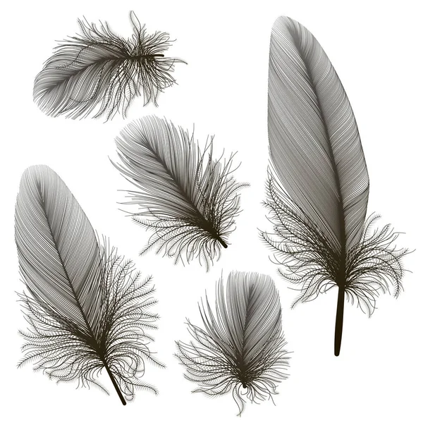 Black Feather Isolated White Background — Stock Vector