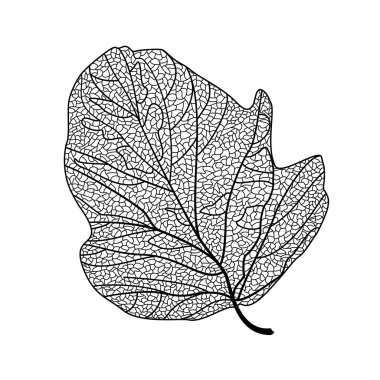 Bir ağaç yaprağının vektör çizimi