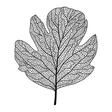 Sonbahar yapraklarının vektör illüstrasyonu