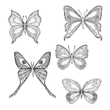 Beyaz arka plan üzerinde izole kelebekler kümesi. Vektör çizim
