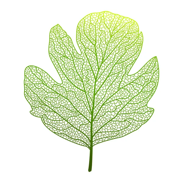 Vektorillustration Eines Blattes Einer Pflanze — Stockvektor