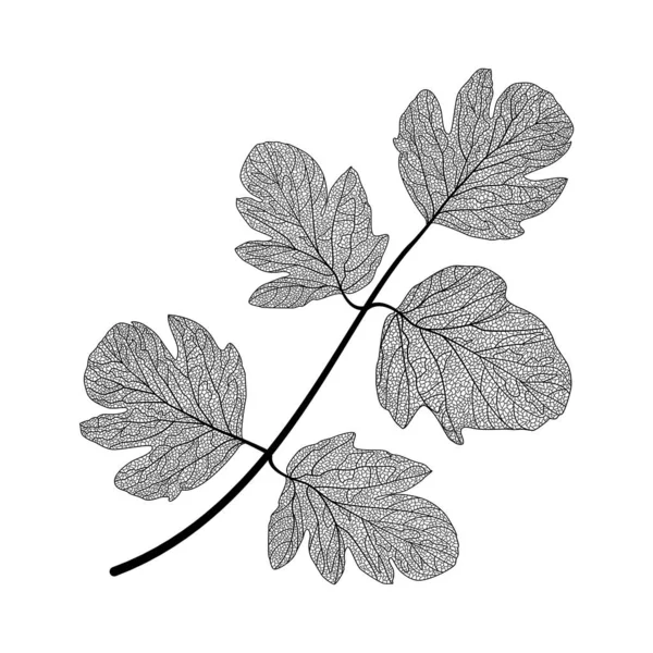 Illustration Vectorielle Une Branche Une Plante — Image vectorielle