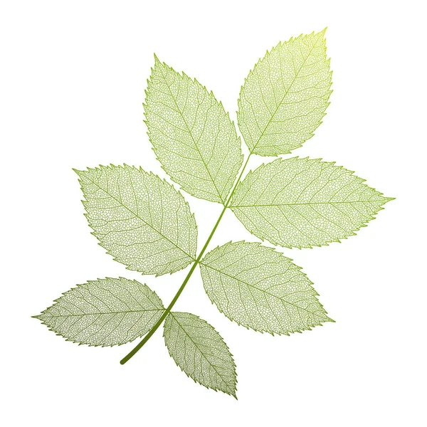 Зелене Листя Ізольоване Білому Фоні — стоковий вектор