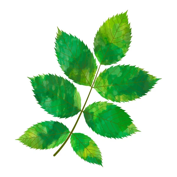 Grüne Blätter Isoliert Auf Weißem Hintergrund — Stockvektor
