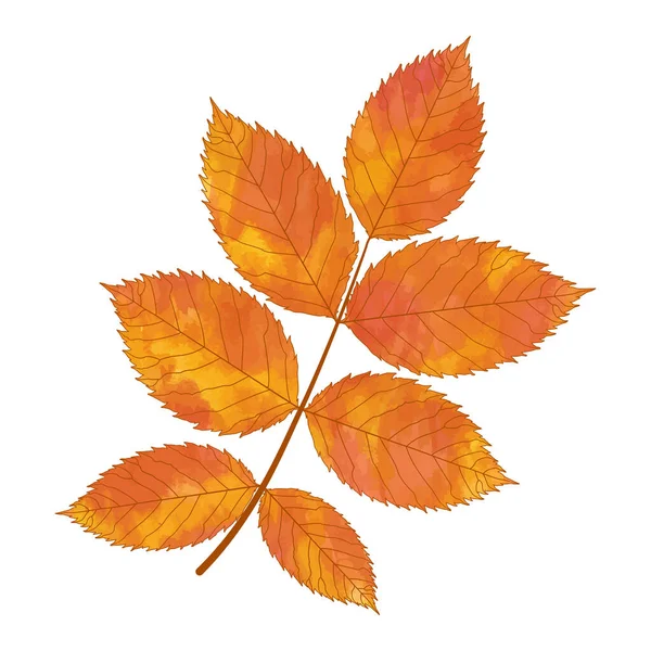 秋天的叶子被白色的背景隔开了 — 图库矢量图片