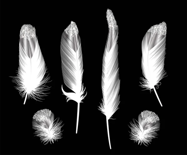 Set Realistic Vector Feathers Black Background — Stock Vector