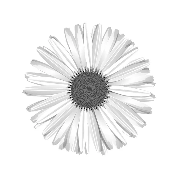 Flor Margarita Blanca Aislada Sobre Fondo — Vector de stock