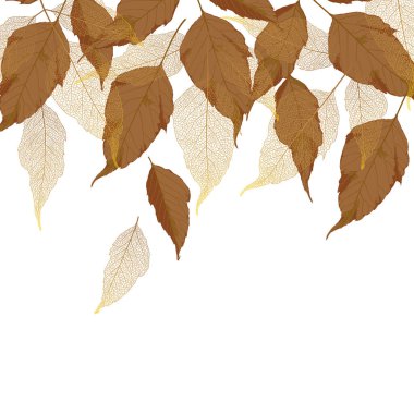 sonbahar yaprakları beyaz arkaplanda izole