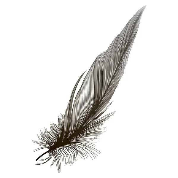 白地に隔離された羽 — ストックベクタ