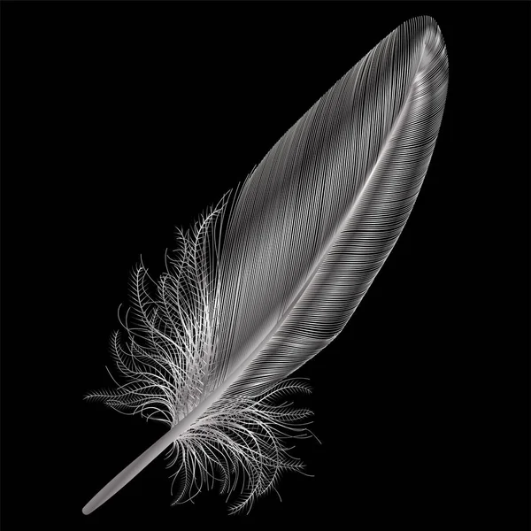 Feather Black Background — Stock Vector