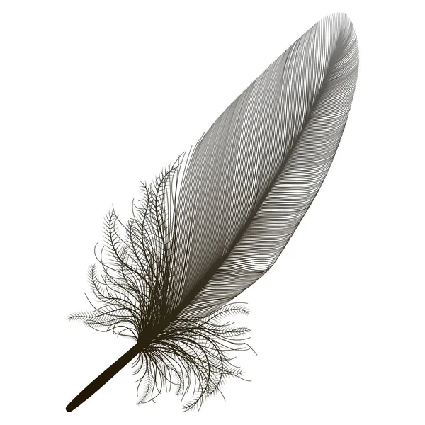 Feather Diisolasi Pada Latar Belakang Putih - Stok Vektor