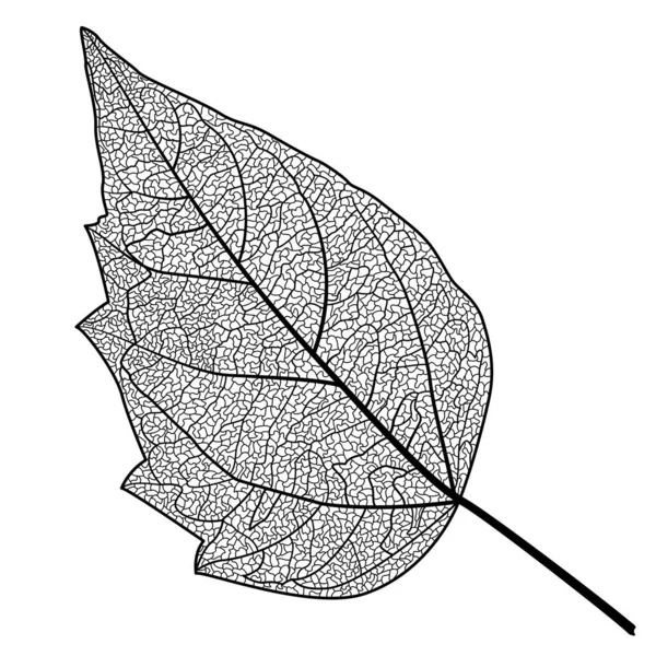 Illustration Vectorielle Des Feuilles Automne — Image vectorielle