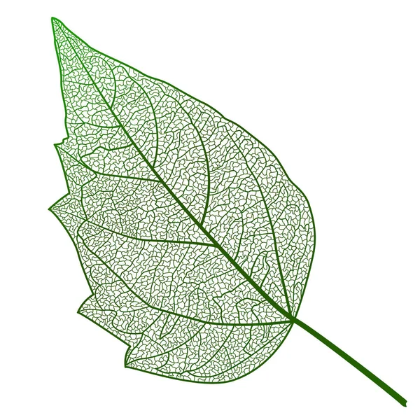 Groen Blad Geïsoleerd Witte Achtergrond — Stockvector