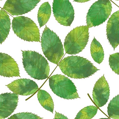 beyaz arkaplanda yeşil yapraklar