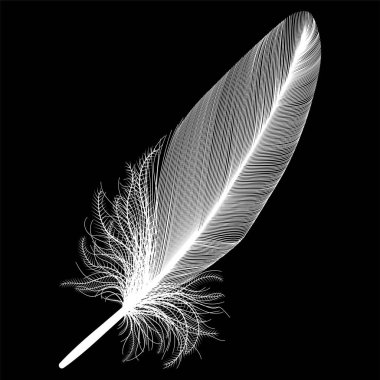 Siyah arkaplanda tüy