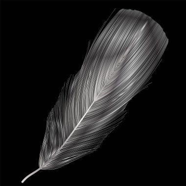 Koyu arkaplanda siyah tüy