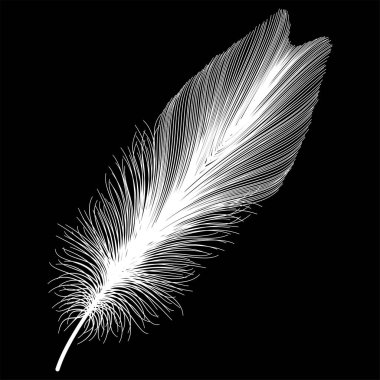 Koyu arkaplanda siyah tüy