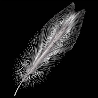 Koyu arkaplanda siyah tüy