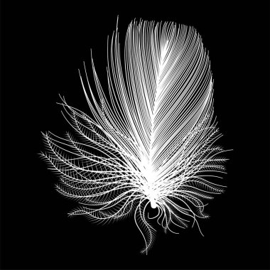 Siyah ve beyaz tüy koyu arkaplanda