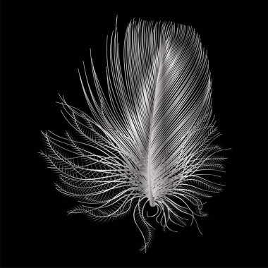 Siyah ve beyaz tüy koyu bir arkaplanda izole edilmiş.