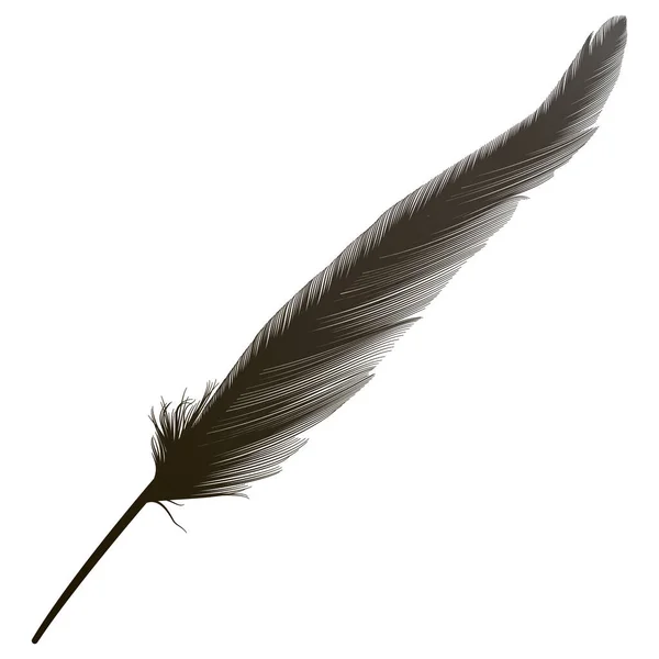 Feather Isolerad Vit Bakgrund — Stock vektor