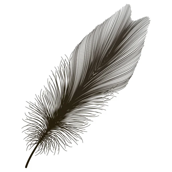 白い背景に孤立した黒い羽 — ストックベクタ