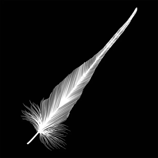 Pluma Sobre Fondo Negro — Vector de stock