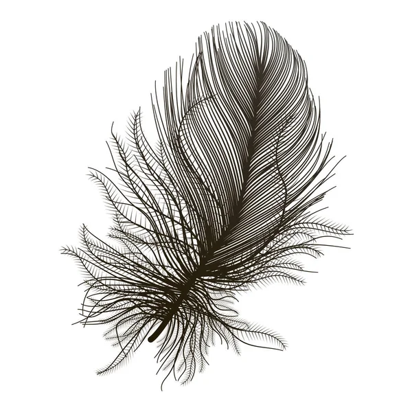 Plume Noire Isolée Sur Fond Blanc — Image vectorielle