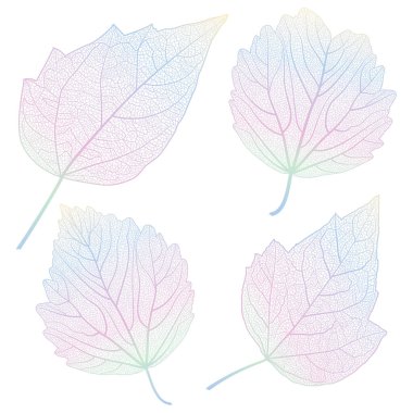 Beyaz arkaplanda izole edilmiş sonbahar yaprakları