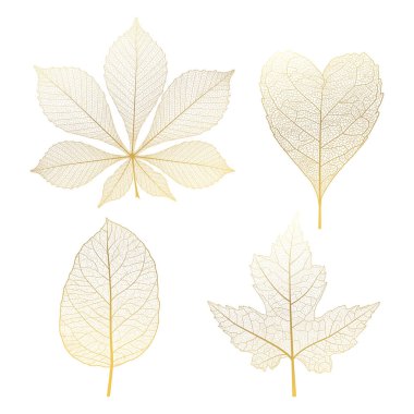 sonbahar yaprakları beyaz arkaplanda izole