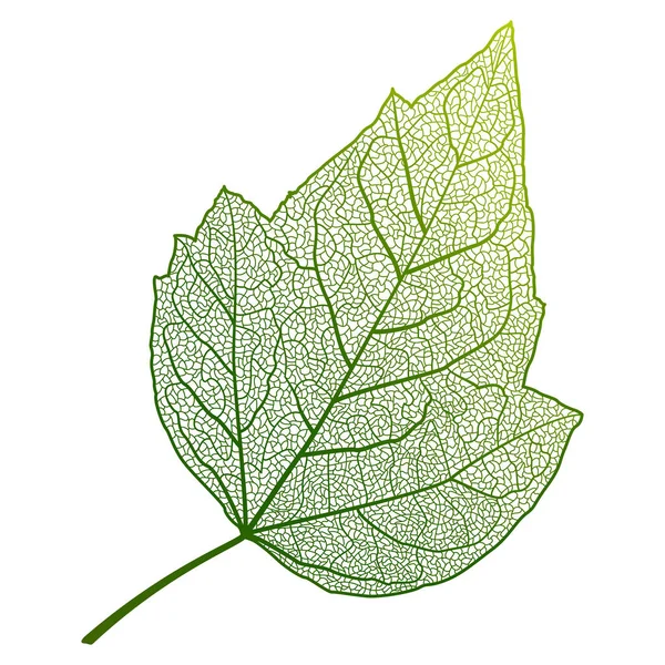 Πράσινο Φύλλο Απομονωμένο Λευκό Φόντο — Διανυσματικό Αρχείο
