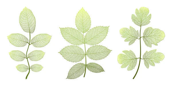 Green Leaves Linden Isolated White Background — Stock Vector