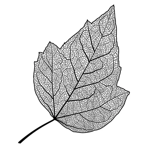 Illustration Vectorielle Une Feuille Une Plante — Image vectorielle