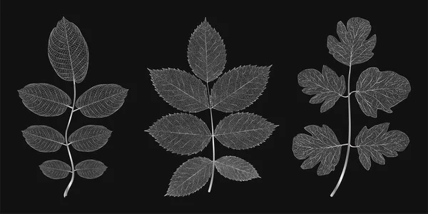 Green Leaves Plant Isolated Black Background —  Vetores de Stock