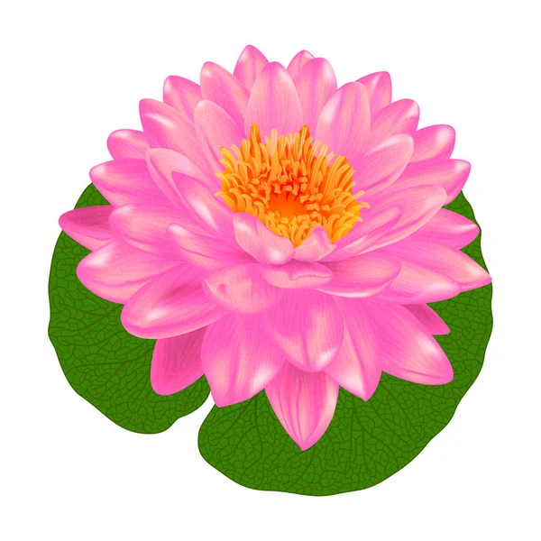 Gerbera Rose Fleur Isolée Sur Fond Blanc — Image vectorielle