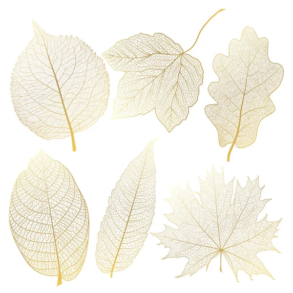 Осенние Листья Изолированы Белом Фоне — стоковый вектор