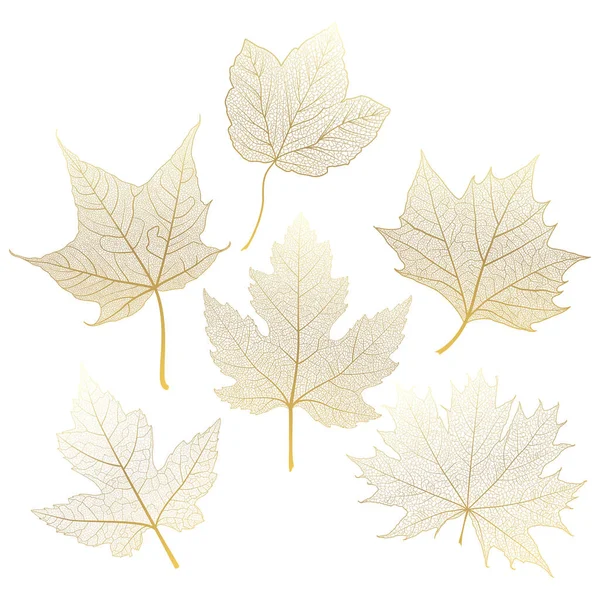 Feuilles Automne Isolées Sur Fond Blanc — Image vectorielle