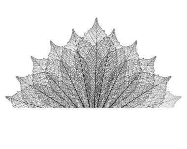 Beyaz arka plan üzerinde izole akçaağaç yaprağı. Vektör çizim
