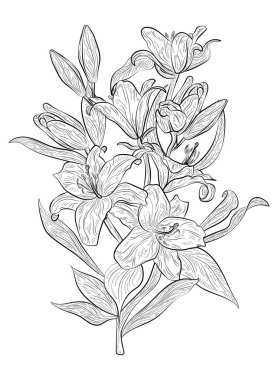 Güzel bitki bitkisinin vektör çizimi