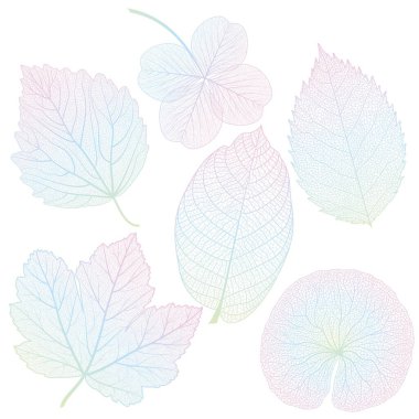 Sonbahar yapraklarının vektör illüstrasyonu