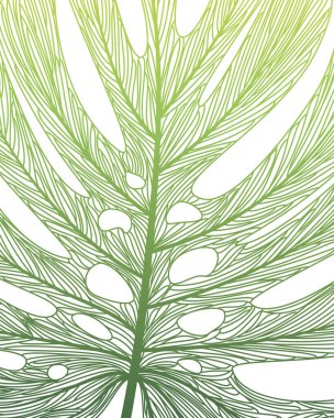 Tropikal yapraklar, illüstrasyon, beyaz arkaplan üzerindeki vektör.