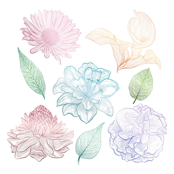 Handgezeichnete Blumen Vektorillustration — Stockvektor