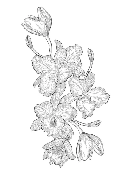 Vector Illustration Wild Flowers Leaves — Image vectorielle