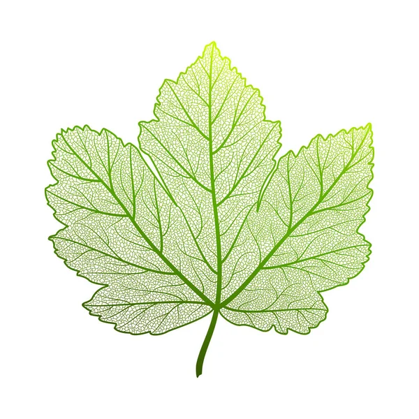 Vector Green Branch Isolated White Background — Archivo Imágenes Vectoriales