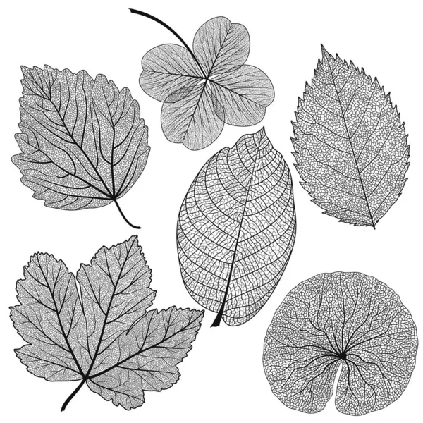 Autumn Leaves White Isolated Background Vector — Image vectorielle