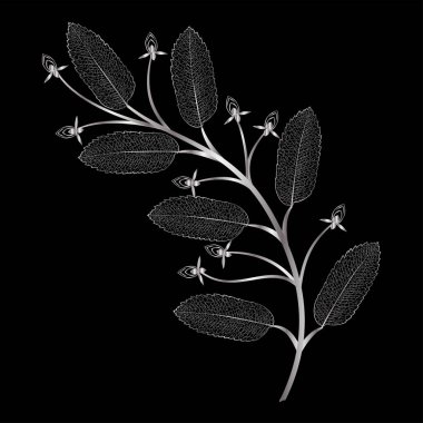 Bir bitkinin vektör illüstrasyonu