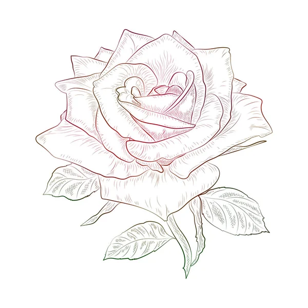 Hand Drawing Flower Illustration Floral Vector Sketch — Stock Vector